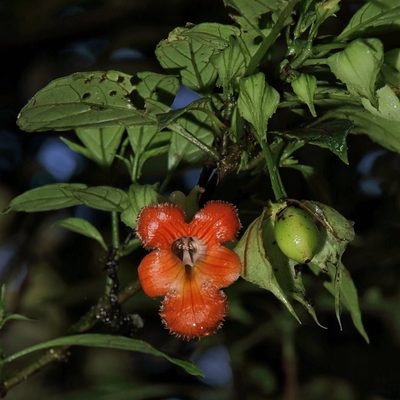 Drymonia rubra, photographed by Dennis White