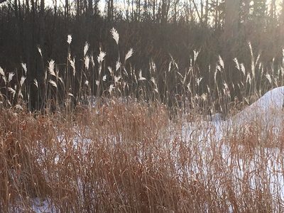 Miscanthus sacchariflorus, photographed by Kathleen Houlahan Chayer