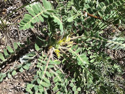 Astragalus exscapus, photographed by Karsten Rohweder