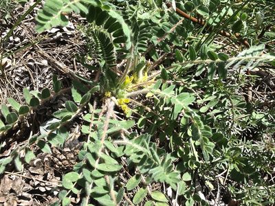 Astragalus exscapus, photographed by Karsten Rohweder