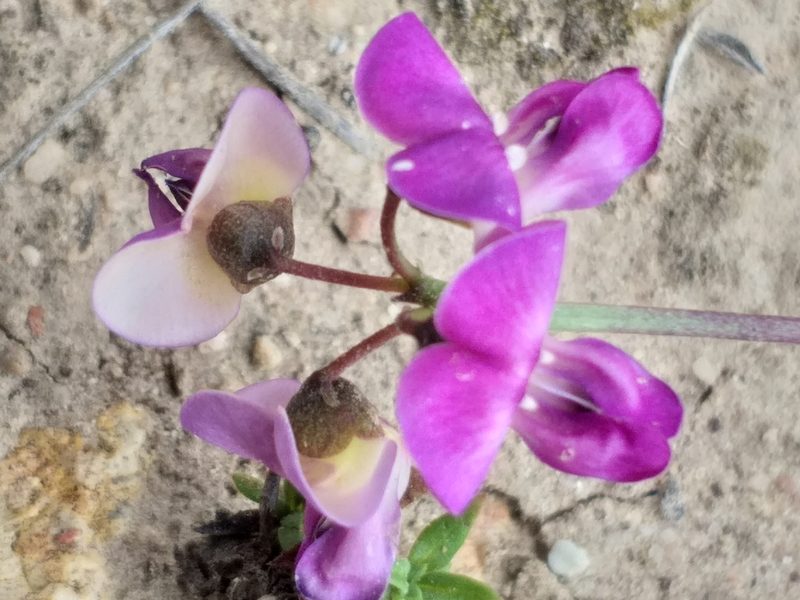 Dolichos hastiformis, photographed by kevin koen