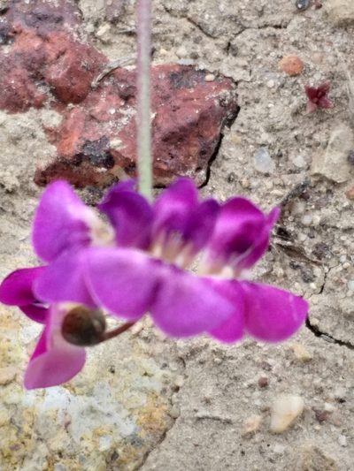 Dolichos hastiformis, photographed by kevin koen