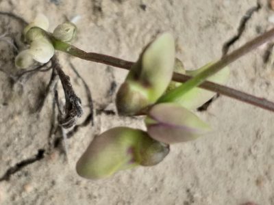 Dolichos hastiformis, photographed by kevin koen