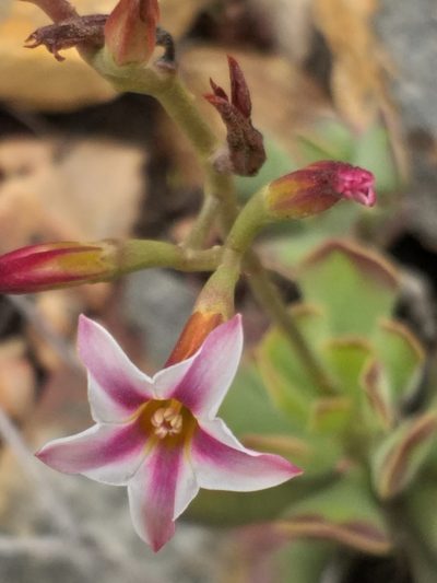 Adromischus caryophyllaceus, photographed by kevin koen