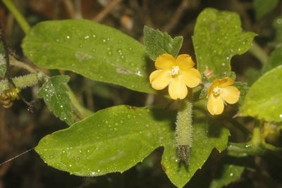Mentzelia aspera, photographed by Juan Cruzado Cortés