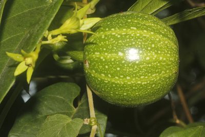 Cionosicys excisus, photographed by Juan Cruzado Cortés