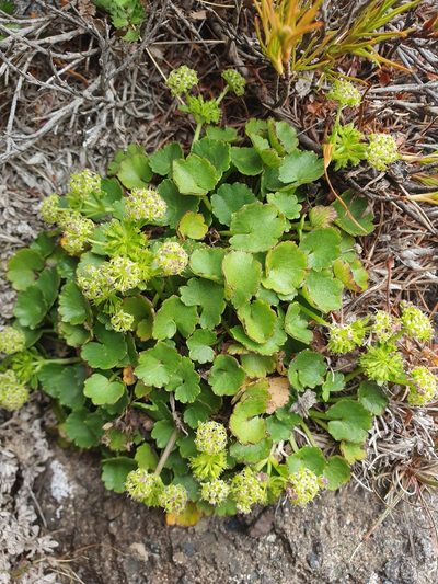 Azorella haastii, photographed by John Barkla