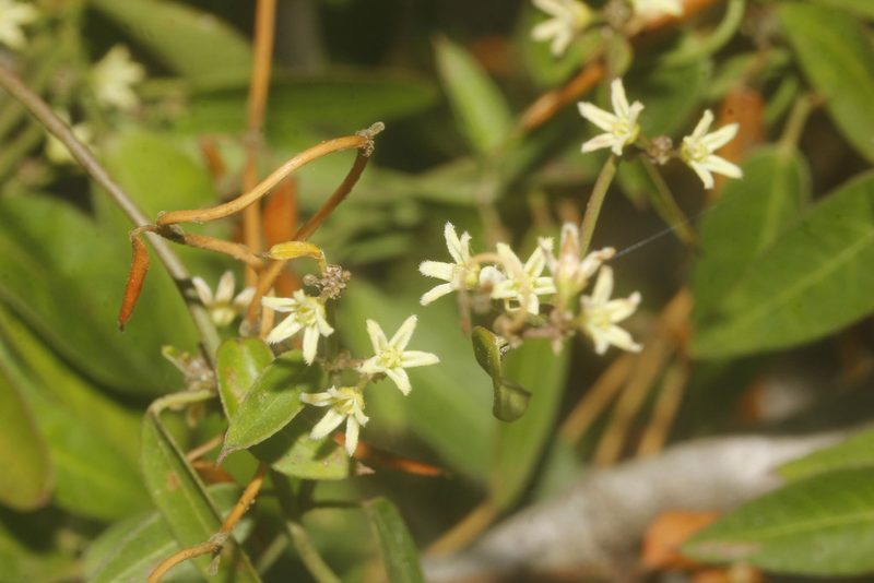 Metastelma schlechtendalii, photographed by Juan Cruzado Cortés