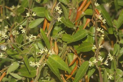 Metastelma schlechtendalii, photographed by Juan Cruzado Cortés