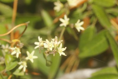 Metastelma schlechtendalii, photographed by Juan Cruzado Cortés