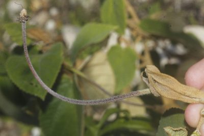 Helicteres baruensis, photographed by Juan Cruzado Cortés