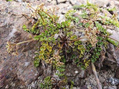 Gingidia decipiens, photographed by John Barkla