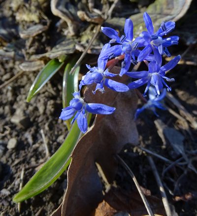 Scilla vindobonensis, photographed by Patrick Hacker