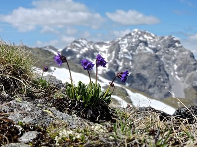 Primula glutinosa, photographed by Karsten Rohweder