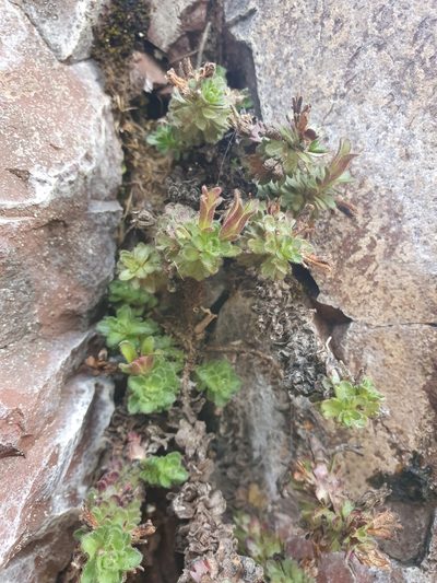 Veronica spectabilis, photographed by John Barkla
