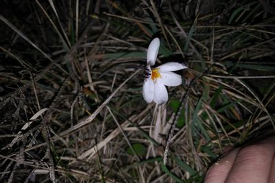 Crocus cambessedesii, photographed by Julien Tchilinguirian