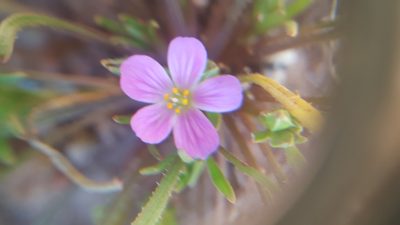 Calandrinia breweri, photographed by Amthinkia