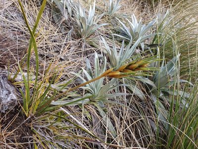 Aciphylla lyallii, photographed by John Barkla