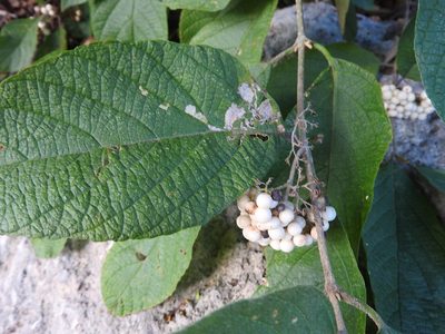 Callicarpa acuminata, photographed by Juan Cruzado Cortés