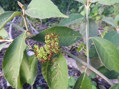 Callicarpa acuminata, photographed by Juan Cruzado Cortés
