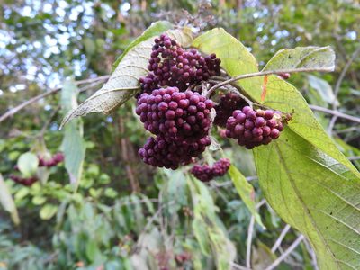 Callicarpa acuminata, photographed by Juan Cruzado Cortés