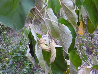 Helicteres baruensis, photographed by Juan Cruzado Cortés