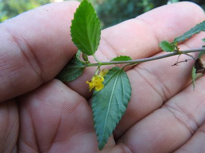 Corchorus siliquosus, photographed by Juan Cruzado Cortés