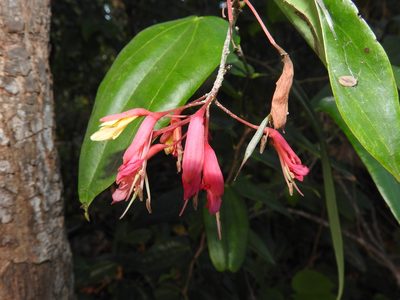 Bauhinia jenningsii, photographed by Juan Cruzado Cortés