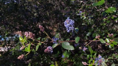 Ceanothus tomentosus, photographed by Amthinkia