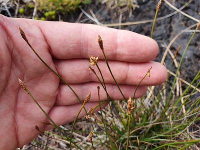 Carex pyrenaica, photographed by John Barkla