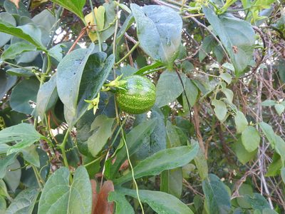 Cionosicys excisus, photographed by Juan Cruzado Cortés