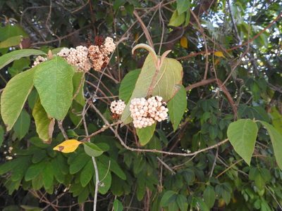 Callicarpa acuminata, photographed by Juan Cruzado Cortés
