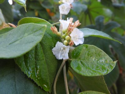 Jacquemontia nodiflora, photographed by Juan Cruzado Cortés