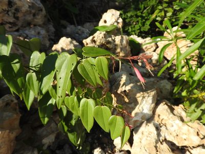 Bauhinia jenningsii, photographed by Juan Cruzado Cortés