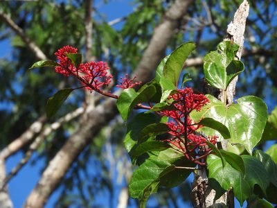 Cissus biformifolia, photographed by Juan Cruzado Cortés