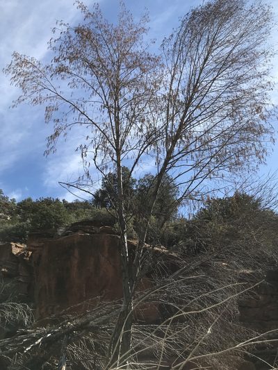 Alnus oblongifolia, photographed by brettaugust