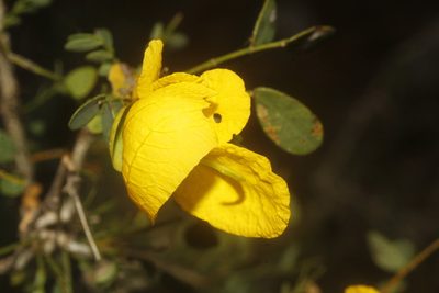 Senna pallida, photographed by Juan Cruzado Cortés
