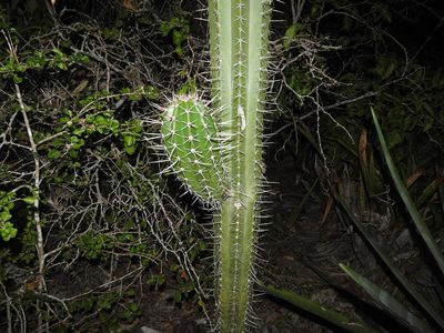 Stenocereus laevigatus, photographed by Juan Cruzado Cortés