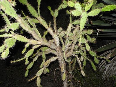 Opuntia inaperta, photographed by Juan Cruzado Cortés