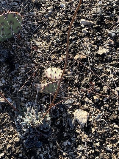 Eriogonum nealleyi, photographed by CK2AZ
