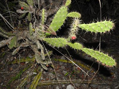 Opuntia inaperta, photographed by Juan Cruzado Cortés