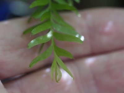 Tmesipteris sigmatifolia, photographed by Bruce Calvert