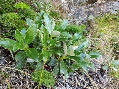 Celmisia bonplandii, photographed by John Barkla