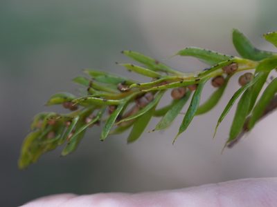 Tmesipteris sigmatifolia, photographed by Bruce Calvert