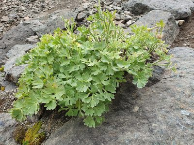 Ranunculus buchananii, photographed by John Barkla