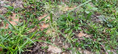 Cyperus sphacelatus, photographed by Ong Jyh Seng