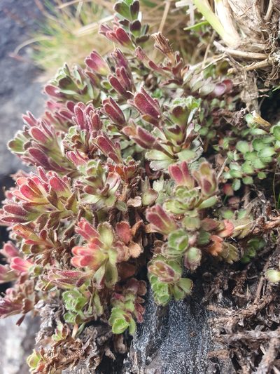 Veronica spectabilis, photographed by John Barkla