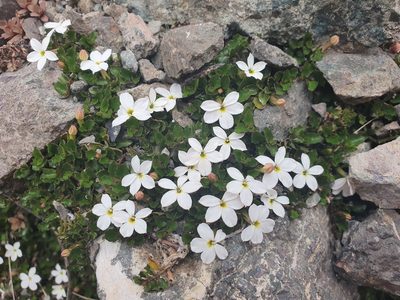 Lobelia glaberrima, photographed by John Barkla