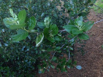 Ceanothus arboreus, photographed by Adam J. Searcy
