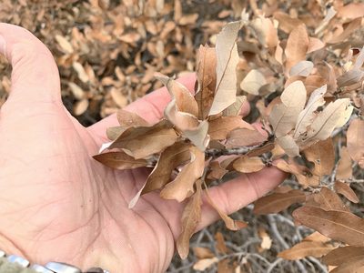 Quercus mohriana, photographed by CK2AZ